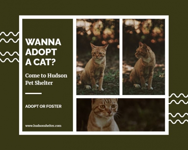 pet adoption photo collage