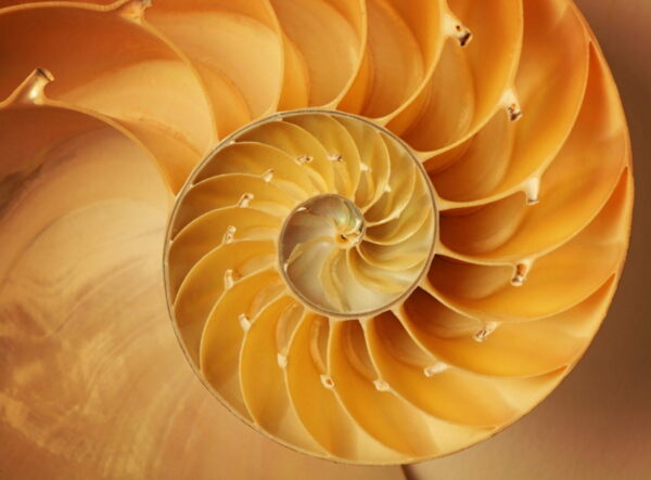 nautilus shell golden ratio spiral