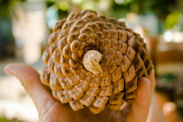 pinecone golden ratio spiral