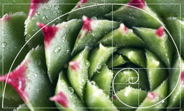 succulents golden ratio spiral