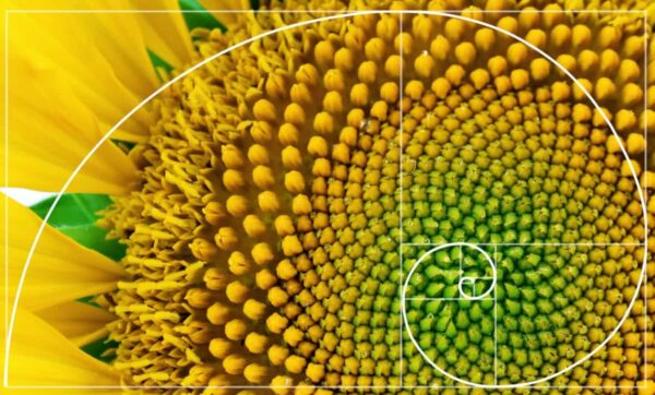 sunflower golden ratio spiral